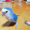 Profile picture for user こかふーちゃん