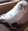 Profile picture for user 清水区万世町のしーちゃん