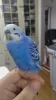 Profile picture for user 佐鳥