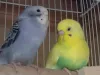 Profile picture for user セキセイインコのレモン