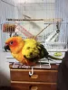 Profile picture for user BIRD LOVE