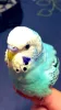 Profile picture for user 01371311adad