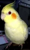 Profile picture for user lemonlemon