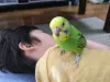 Profile picture for user セキセイインコのひなた