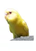Profile picture for user ピポちゃんのパパ