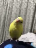 Profile picture for user hayachan