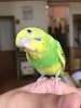 Profile picture for user マサドレッド