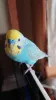 Profile picture for user あわだま
