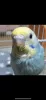 Profile picture for user youcaaaaa