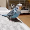 Profile picture for user さおんぬ