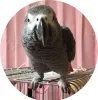 Profile picture for user かめ子