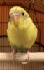 Profile picture for user リィの飼主