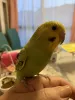 Profile picture for user Chocobo-Shioiri