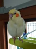 Profile picture for user え、みやた