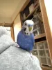 Profile picture for user リュウキ