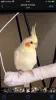 Profile picture for user カンプーの飼主