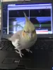 Profile picture for user くぅかい