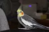 Profile picture for user クク