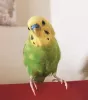 Profile picture for user インコだいすき