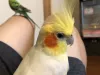 Profile picture for user tomofuji