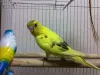 Profile picture for user インコピーちゃん