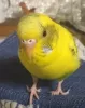 Profile picture for user lemon