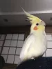 Profile picture for user ななふく