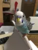 Profile picture for user ピスママ