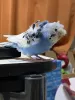 Profile picture for user トトロトトロ