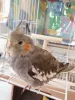 Profile picture for user インコ捜索中