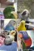 Profile picture for user 鳥さんズママ