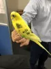 Profile picture for user インコ保護したんで飼い主さん見つかって