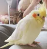 Profile picture for user チュンチュンの飼い主