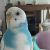 Profile picture for user Kaupili