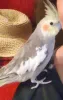 Profile picture for user 九十九母ちゃん