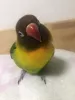 Profile picture for user ぴーくーブラザーズ