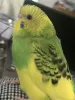 Profile picture for user stray.bird