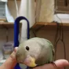 Profile picture for user 壬生浪の文鳥