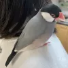 Profile picture for user ぴーちゃんこなべ
