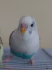 Profile picture for user 屋根屋さん