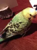 Profile picture for user きーちゃん探し中