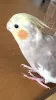 Profile picture for user 　三日月
