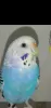 Profile picture for user ピーちゃん母