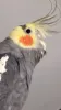 Profile picture for user misaki k