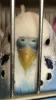 Profile picture for user piyoyan