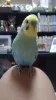 Profile picture for user インコ好き