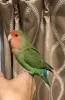 Profile picture for user コザクラインコ