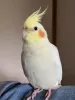 Profile picture for user purin16