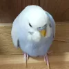 Profile picture for user 福寿丸あんこ