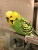 Profile picture for user てつお